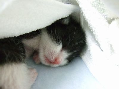 生後数日の子猫
