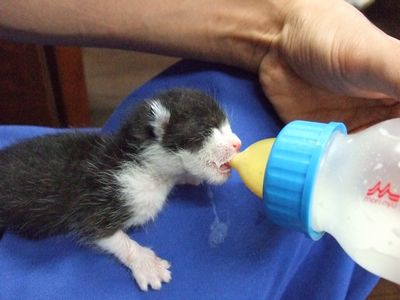 生後数日の子猫に授乳