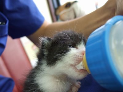 目が開いたばかりの子猫