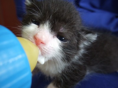 14日齢の子猫