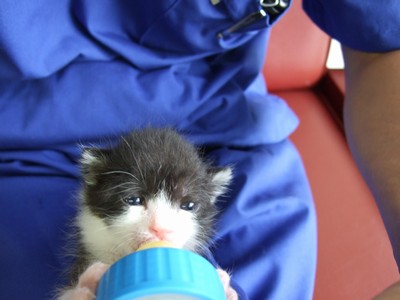 自分でほ乳瓶をかかえる子猫