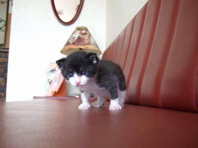 いろいろなものに興味を示す子猫