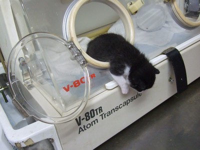 ハッチから出てくる子猫