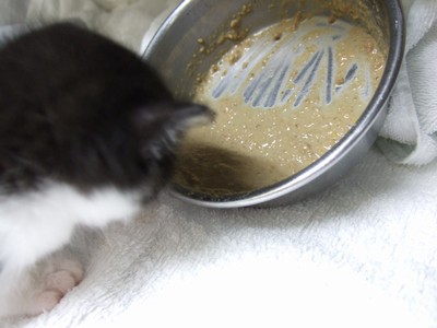 ウェットフードを食べる子猫