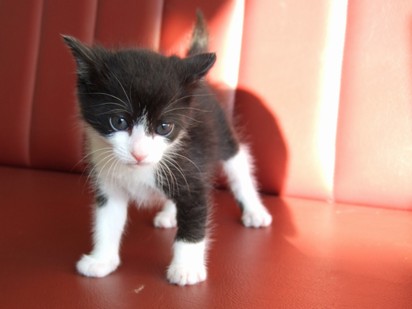 31日齢の子猫