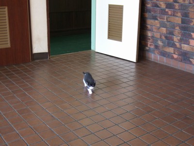 実は小さい