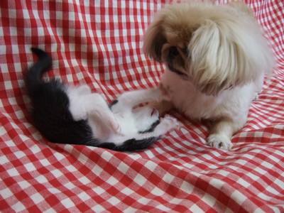 犬と遊ぶ
