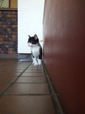 52日齢の子猫